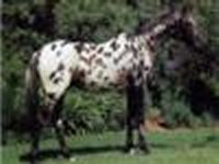 appaloosa.jpg