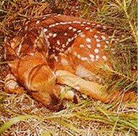 fawn.jpg